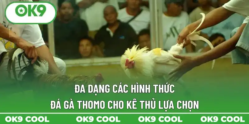 Đa dạng các hình thức đá gà Thomo cho kê thủ lựa chọn